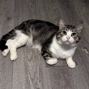 Tom -  Domestic Short Hair Cat for Adoption in Brea, California - Tom | PetCurious