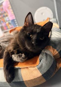 Tootsie Roll -  Domestic Short Hair Cat for Adoption in St. Cloud, Florida - Tootsie Roll | PetCurious