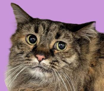 Katrina Van Tassle -  Maine Coon Cat for Adoption in Savannah, Georgia - Katrina Van Tassle | PetCurious