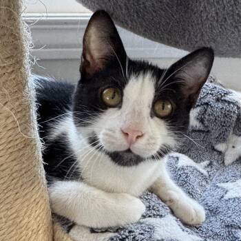 Tuxedo and Tabby Cats Available for Adoption - Bonded Pair | PetCurious