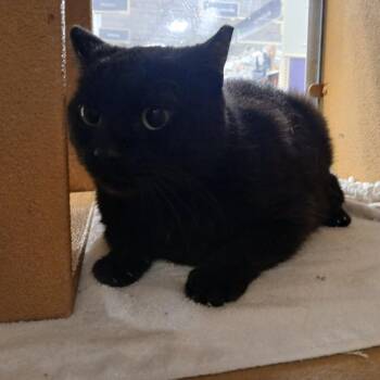 Onyx -  Domestic Short Hair Cat Available for Adoption in Valdosta, Georgia - Onyx | PetCurious