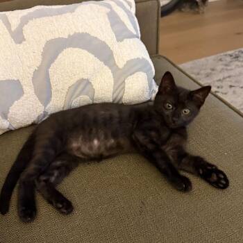 Brenda -  Domestic Short Hair Cat for Adoption in Spokane, Washington - Brenda | PetCurious