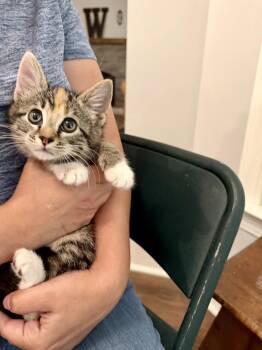 Domestic Short Hair Cats Available for Adoption in Camden, South Carolina - Blabbermouth (Available For Pre-adoption) | PetCurious