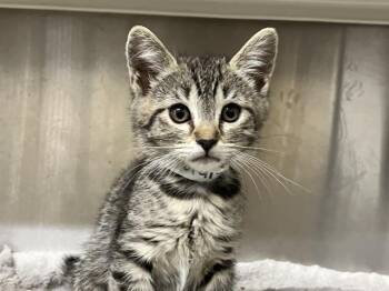 Domestic Short Hair Cats Available for Adoption in Tustin, California - CHEETAH | PetCurious