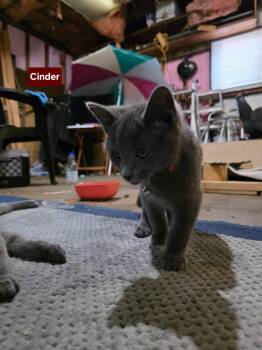 CINDER -  Domestic Short Hair Cat for Adoption in Owatonna, Minnesota - CINDER | PetCurious