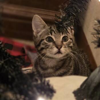 American Shorthair Cats Available for Adoption - Pepper | PetCurious