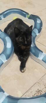 Nutmeg -  Tortoiseshell Cat for Adoption in Canonsburg, Pennsylvania - Nutmeg | PetCurious