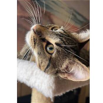 Domestic Short Hair Cats Available for Adoption - Squirt | PetCurious