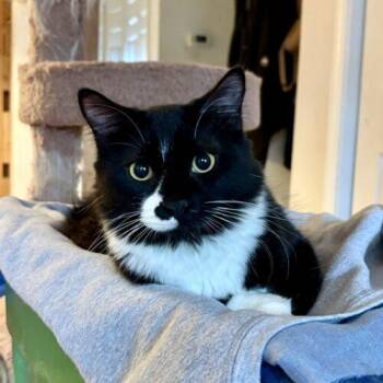 Domestic Long Hair Cats Available for Adoption - Jinxy | PetCurious