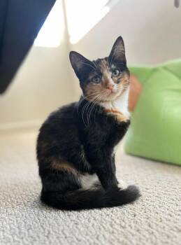 Harper -  Domestic Short Hair Cat for Adoption in Oceanside, California - Harper | PetCurious