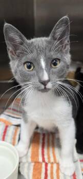 Domestic Medium Hair and Domestic Short Hair Cats Available for Adoption in Honolulu, Hawaii - Legend | PetCurious