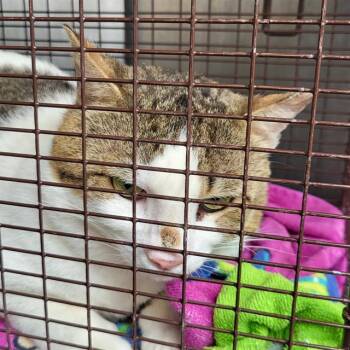 Domestic Short Hair Cats Available for Adoption in San Antonio, Texas - MR LITTLE ONE | PetCurious