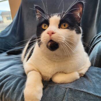 Girlfriend -  Domestic Short Hair Cat for Adoption in Reno, Nevada - Girlfriend | PetCurious