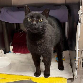 Domestic Short Hair Cats Available for Adoption in Hopkinton, Massachusetts - Barton | PetCurious