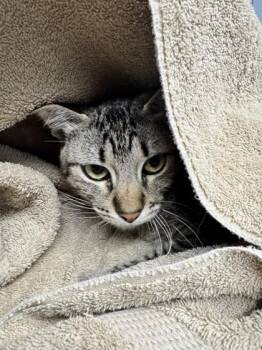 Felix -  Domestic Short Hair Cat for Adoption in Roseville, California - Felix | PetCurious