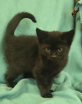 Rescue Domestic Short Hair Cats for Adoption - Noir | PetCurious
