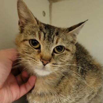 Phoenix -  Domestic Short Hair Cat for Adoption in Columbia, Missouri - Phoenix | PetCurious