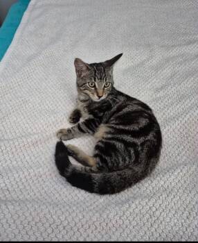 Timousse -  Domestic Short Hair Cat for Adoption in Sainte-martine, Quebec - Timousse | PetCurious