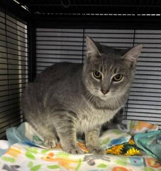 Domestic Short Hair Cats Available for Adoption in Allegan, Michigan - Gomez | PetCurious
