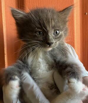 Domestic Short Hair Cats Available for Adoption in Huntington Beach, California - Zoë | PetCurious