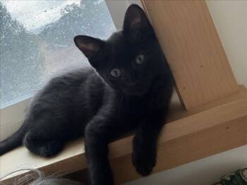 KALI -  Domestic Short Hair Cat for Adoption in Santa Fe, New Mexico - KALI | PetCurious