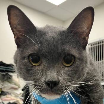 James -  Domestic Short Hair Cat for Adoption in Las Cruces, New Mexico - James | PetCurious