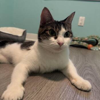 Moxie -  Domestic Short Hair Cat for Adoption in Philadelphia, Pennsylvania - Moxie | PetCurious