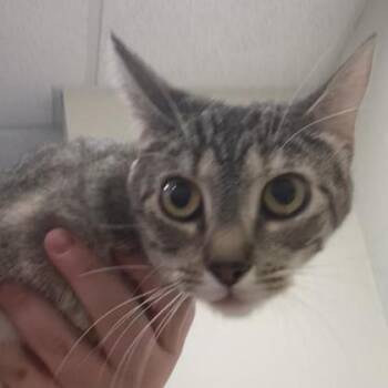 Vatrushka -  Domestic Short Hair Cat for Adoption in Cincinnati, Ohio - Vatrushka | PetCurious