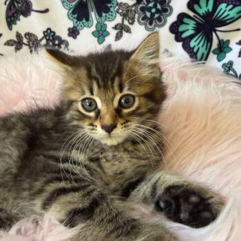 Dubstep -  Domestic Medium Hair Cat for Adoption in Riverwoods, Illinois - Dubstep | PetCurious