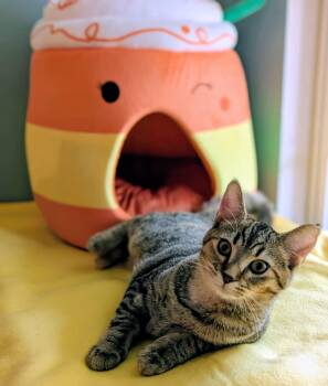 Rescue Domestic Short Hair Cats for Adoption in Plain City, Ohio - Kuri | PetCurious