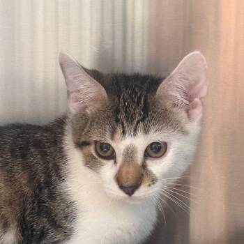 Jayden -  Domestic Short Hair Cat for Adoption in Tampa, Florida - Jayden | PetCurious