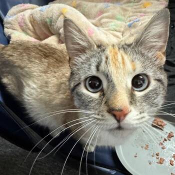 May May -  Siamese Cat for Adoption in Monroe, North Carolina - May May | PetCurious