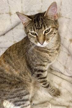 Hazel -  Domestic Short Hair Cat for Adoption in Maywood, Illinois - Hazel | PetCurious