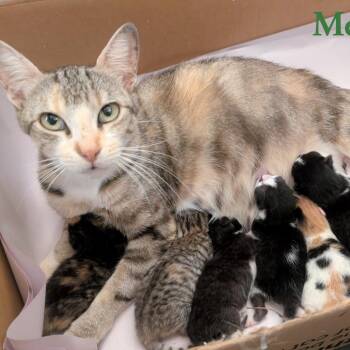 Meadow -  Domestic Short Hair Cat for Adoption in Fort Lauderdale, Florida - Meadow | PetCurious