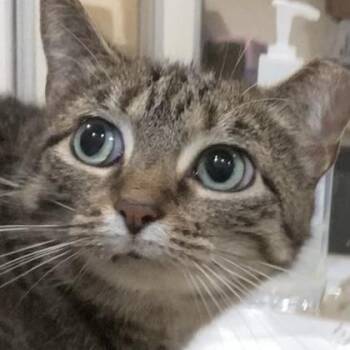 Giganta -  Domestic Short Hair Cat for Adoption in Cincinnati, Ohio - Giganta | PetCurious