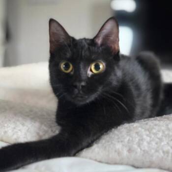 Toothless -  Domestic Short Hair Cat for Adoption in Nashville, Tennessee - Toothless | PetCurious