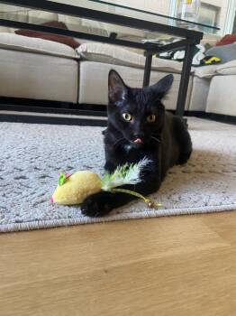 Rescue Domestic Short Hair Cats for Adoption in Chicago, Illinois - Binks (& Bhodi) | PetCurious
