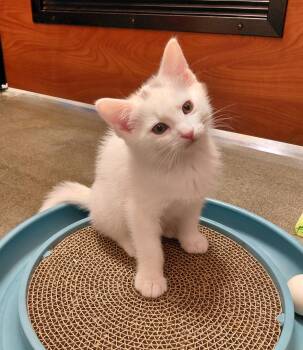 American Shorthair Cats Available for Adoption in Marvin, North Carolina - Saturn | PetCurious