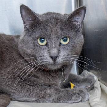 Domestic Short Hair Cats Available for Adoption - CHUCKEE | PetCurious