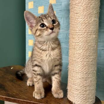 Fire Alarm -  Tabby and Domestic Short Hair Cat for Adoption in UNIVERSITY PA, Maryland - Fire Alarm | PetCurious