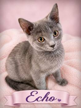 Echo-All Snuggly Sweetness -  Domestic Short Hair Cat for Adoption in Laurel, Maryland - Echo-All Snuggly Sweetness | PetCurious