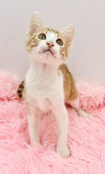 Nacho Fries -  Domestic Short Hair Cat for Adoption in Covington, Louisiana - Nacho Fries | PetCurious