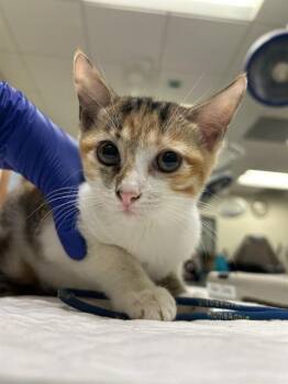 GUCCI -  Domestic Short Hair Cat for Adoption in Doral, Florida - GUCCI | PetCurious