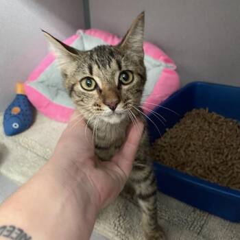 Ellie -  Domestic Short Hair Cat for Adoption in Port Charlotte, Florida - Ellie | PetCurious