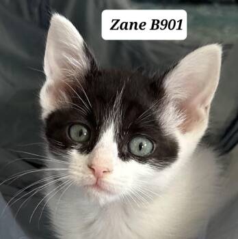 Domestic Short Hair Cats Available for Adoption in Morganton, North Carolina - Zane | PetCurious