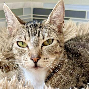 Frida -  Domestic Short Hair Cat for Adoption in Woodinville, Washington - Frida | PetCurious
