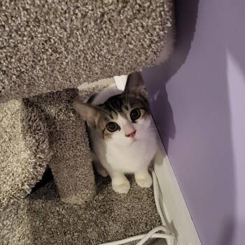 Domestic Short Hair Cats Available for Adoption - Dustbuster 55610 | PetCurious