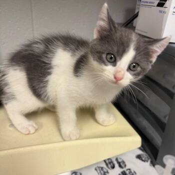 Bruce Banner -  Domestic Medium Hair Cat for Adoption in Greenville, South Carolina - Bruce Banner | PetCurious