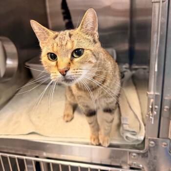 Baby -  Domestic Short Hair Cat for Adoption in Indianapolis, Indiana - Baby | PetCurious