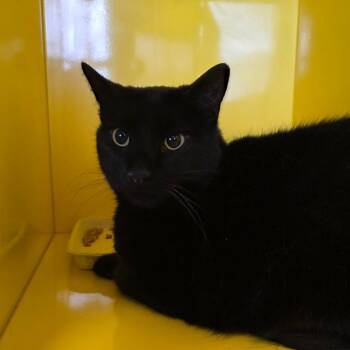 Domestic Short Hair Cats Available for Adoption in Abilene, Texas - Athena | PetCurious